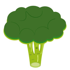 Green vegetable broccoli on white background