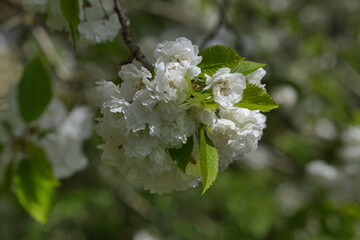 Wild cherry tree flower