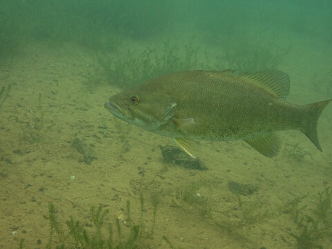 Smallmouth Bass
