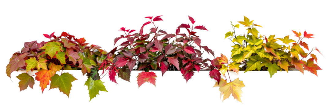 set of creeper plants with colorful autumn foliage, showcasing their seasonal color change, isolated on transparent background