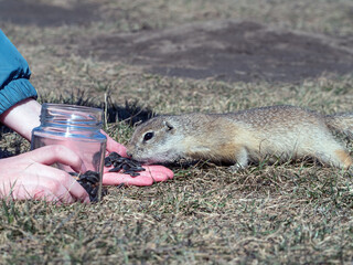 Prairie dog eating food from a human's hand