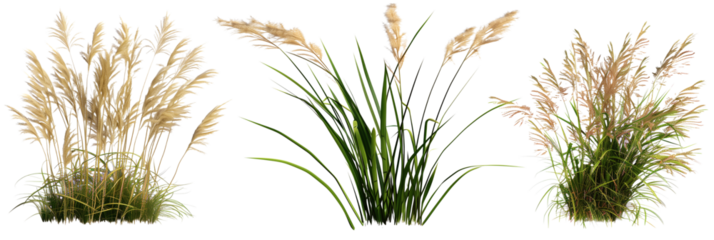 set of ornamental grasses, known for their flowy textures and wind-responsive movements, isolated on transparent background