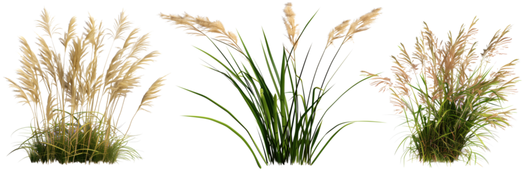 set of ornamental grasses, known for their flowy textures and wind-responsive movements, isolated on transparent background