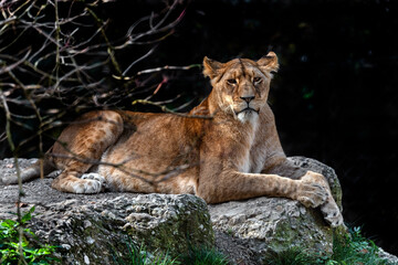 Lioness on the stone. Latin name - Panthera leo	