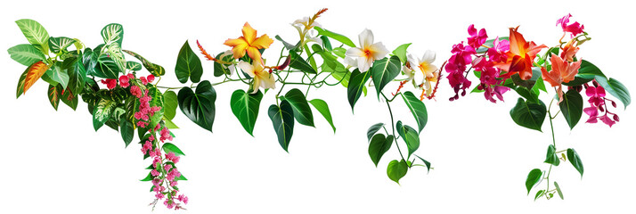 set of tropical vines, with their vibrant flowers and vigorous climbing ability, isolated on transparent background