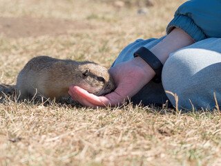 Prairie dog eating food from a human's hand