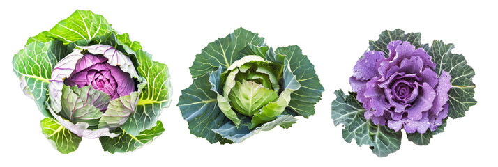 set of ornamental cabbages, vibrant and frost-tolerant, perfect for winter gardens, isolated on transparent background - obrazy, fototapety, plakaty