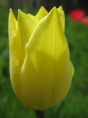 Rozkwitający kwiat żółtego tulipana