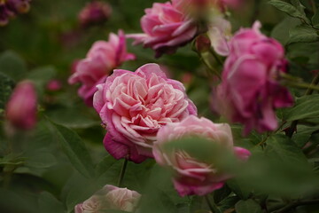 Close-up of roses blooming in the garden