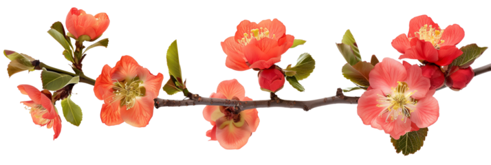 set of flowering quince, showcasing their early spring blooms, isolated on transparent background