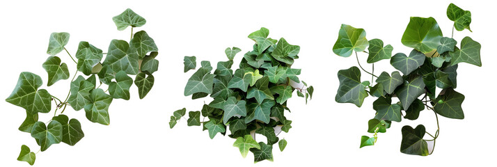 set of Algerian ivy, with large glossy leaves and vigorous growth, ideal for covering walls, isolated on transparent background - obrazy, fototapety, plakaty
