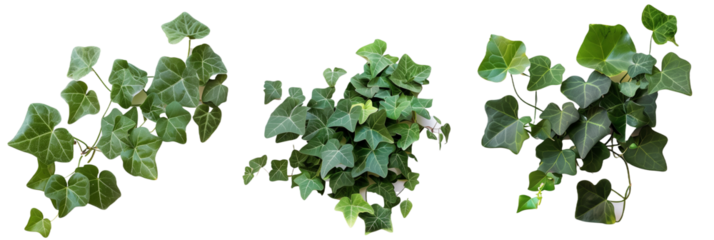 set of Algerian ivy, with large glossy leaves and vigorous growth, ideal for covering walls, isolated on transparent background