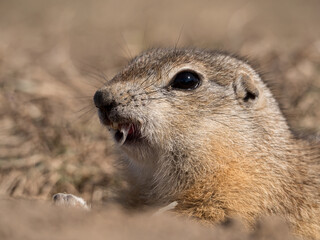 Prairie dog leaning out of its hole