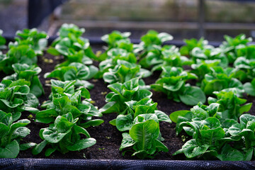 fresh lettuce in the vegetable garden fresh organic lettuce in greenhouse oak green salad in green...