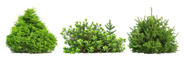 set of juniper bushes, varying from low ground covers to tall screens, displaying their adaptability, isolated on transparent background