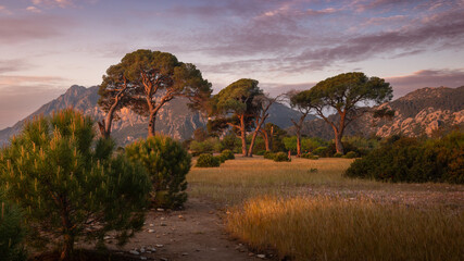Big pine trees over grass and bushes with mountains and light sunrise clouds in sky, Cirali, Turkey