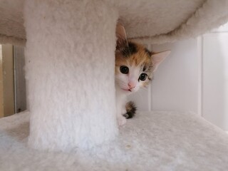 Pretty tricolor kitten hides behind a trunk from the scratching post