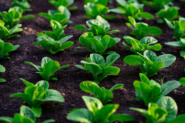 salad vegetable seedlings. small green vegetable seedlings grown in tray planting, growing healthy...