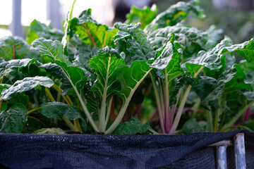 vegetables in organic farms green leaf salad. vegetables grow in the garden. Healthy organic food concept.
