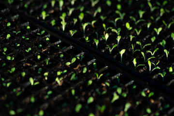 salad vegetable seedlings. small green vegetable seedlings grown in tray planting, growing healthy...