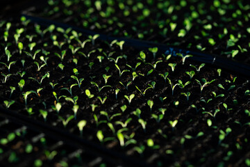 A close up of a garden of seedlings. The plants are small and green, and they are growing in a tray
