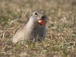 A prairie dog is eating a piece of carrot on a grassy field.