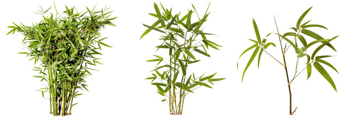 set of dwarf bamboo, perfect for ornamental gardens, showcasing their compact form and fine leaves, isolated on transparent background