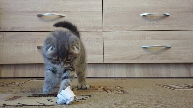 A tiny kitten plays with a ball of paper. Cat breed - Scottish Fold, tabby color, age 1.5 months. Slow motion video.