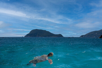 Loggerhead sea turtle spotted swimming in Marathonisi also known as Turtle Island in laganas bay...
