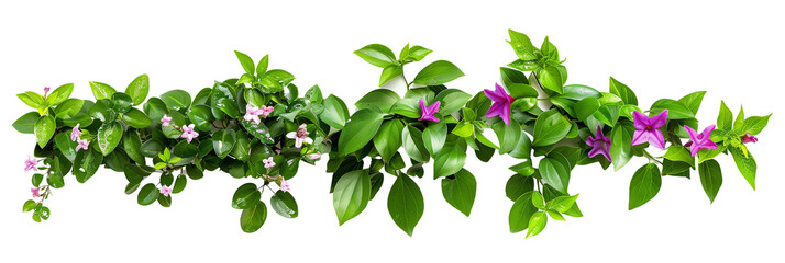 set of creeping myrtle, displaying their star-shaped flowers and shiny leaves, isolated on transparent background - obrazy, fototapety, plakaty