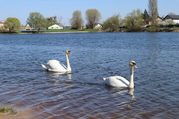 Two white swans in the lake.