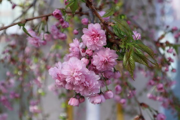 Sakura blooming. Natural flower pattern. Tenderness flowers of sakura at spring.