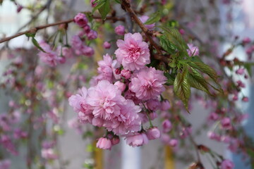 Fototapeta premium Sakura blooming. Natural flower pattern. Tenderness flowers of sakura at spring.