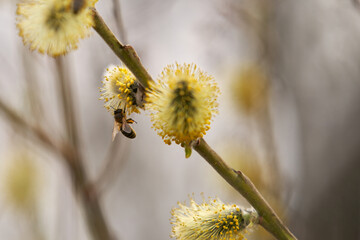 Honeybee on yellow flower of willow (salix alba) on blurred natural background.