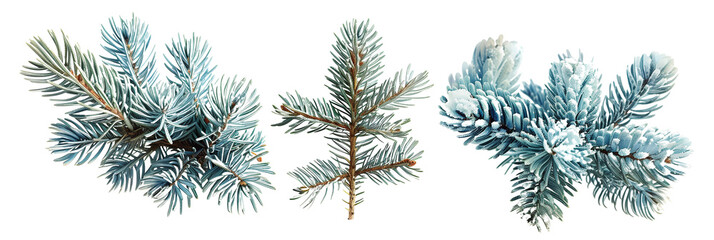 set of blue spruce, showcasing their unique silvery-blue needles, isolated on transparent backgroun