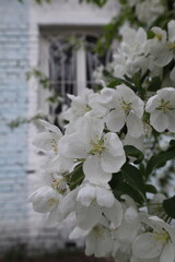 Blooming Branches of apple tree at spring close up.
