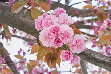 Spring blooming sakura tree. Pink Japanese cherry blossoms close-up on a tree branch