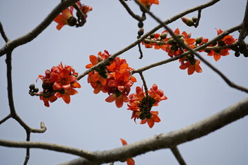 Close-up of red Bombax ceiba flowers blooming on a tree