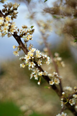 Spring flowers