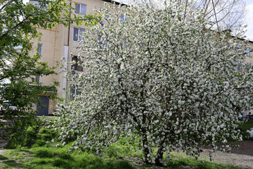 The Blooming apple tree in residential area.
