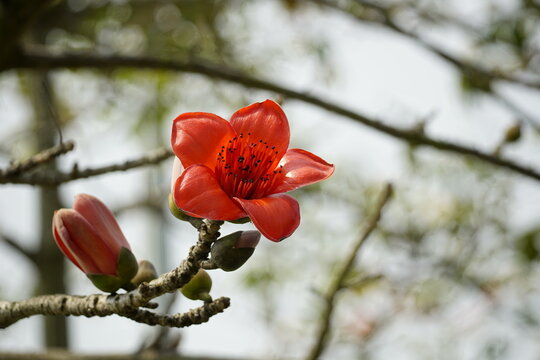 Close-up of red Bombax ceiba flowers blooming on a tree
