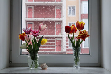 Colorful tulips in vase on the windowsill at rainy weather. Home decor with flowers.