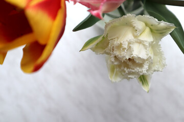 The beautiful tulip macro shot. 