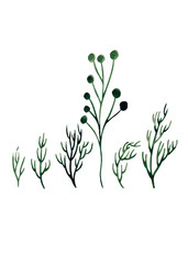 Clipart with green branches. Decoration organic clipart. Isolated watercolor illustration for your design. Ideal for floral designs, patterns, cards. Art poster