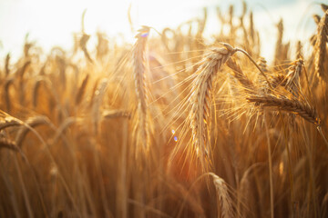 Close-up of ripe ears of grain in the sunlight