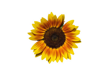 Obraz premium Sunflowers isolated on white background. Make clipping path.