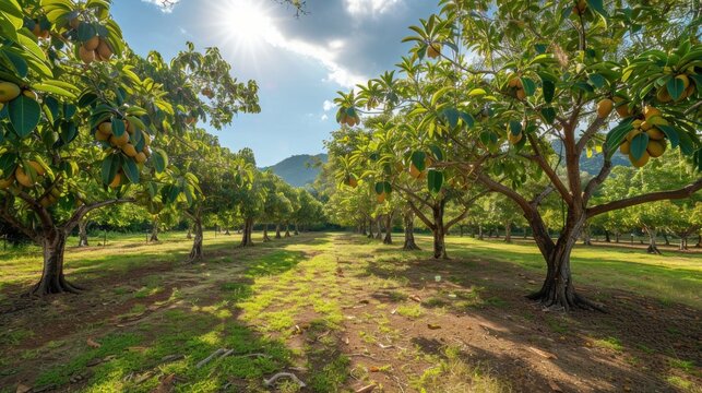 Mango orchards boast abundant yields and vibrant foliage, showcasing the beauty and bounty of tropical fruit cultivation.
