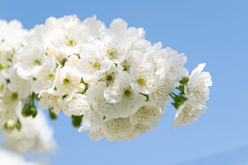 white cherry blossom