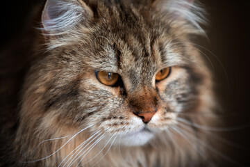 Siberian Cat Portrait With Yellow Eyes Is Looking Away. Selective Focus.