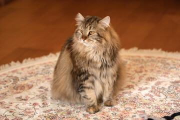 Naklejka na ściany i meble Siberian Cat Is Sitting On The Floor And Looking Away. Selective Focus.